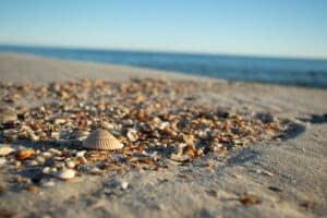 A close-up of scattered seashells on a sandy beach with the ocean in the background