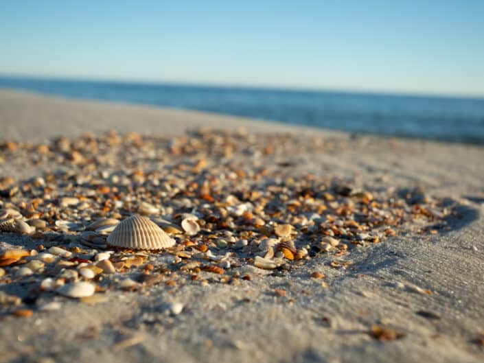 A close-up of scattered seashells on a sandy beach with the ocean in the background